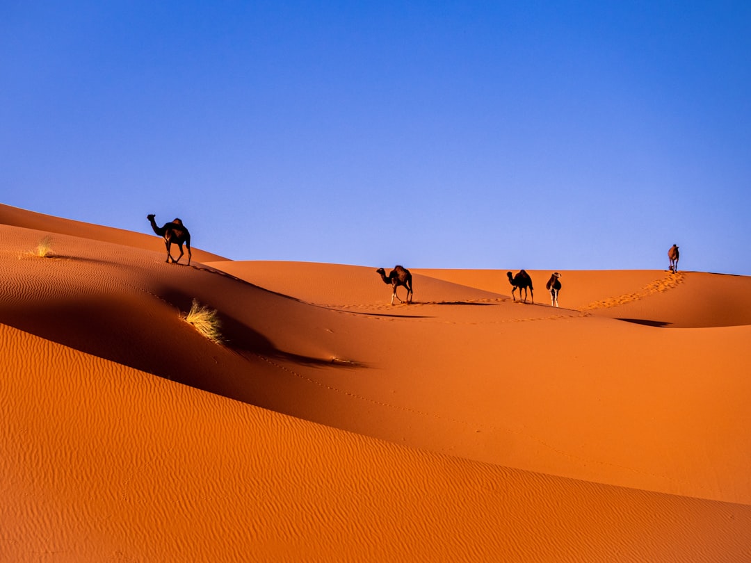 Merzouga 3 Days — Shared — photo 4 of 6